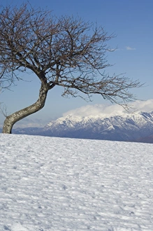 Tree in snowy mountain scenery