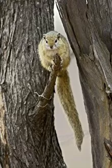 Images Dated 28th October 2006: Tree squirrel (Paraxerus cepapi)