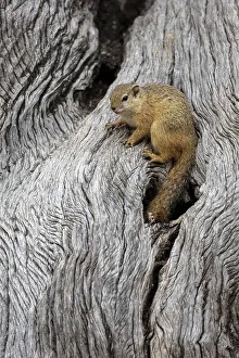 Rough Prints: Tree squirrel (Paraxerus cepapi), Mashatu Game Reserve, Botswana, Africa