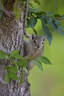 Tree squirrel (Smiths bush squirrel) (yellow-footed squirrel) (Paraxerus cepapi)