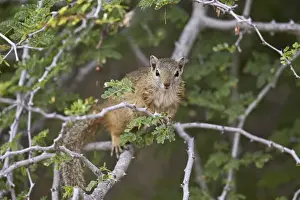 Tree squirrel (Smiths bush squirrel) (yellow-footed squirrel) (Paraxerus cepapi)