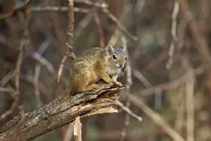 Tree squirrel (Smiths bush squirrel) (yellow-footed squirrel) (Paraxerus cepapi)