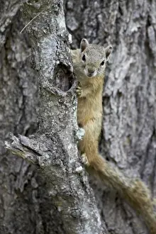 Tree squirrel (Smiths bush squirrel) (yellow-footed squirrel) (Paraxerus cepapi), Kruger National Park, South Africa, Africa