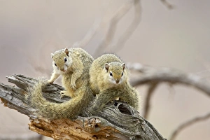 Images Dated 28th October 2006: Two tree squirrels (Paraxerus cepapi)