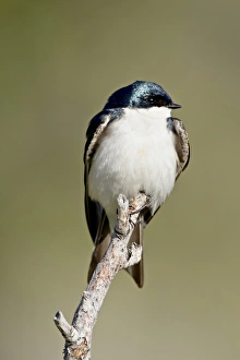 Blue And White Prints: Tree swallow (Tachycineta bicolor), near Oliver, British Columbia, Canada, North America