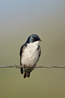 Montana Prints: Tree swallow (Tachycineta bicolor)