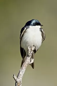 Tree swallow (Tachycineta bicolor), near Oliver, British Columbia, Canada, North America