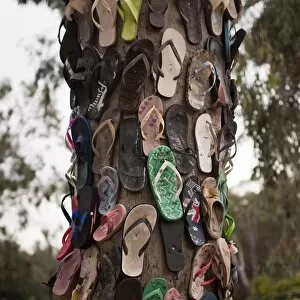 Tree of thongs, Port of Echuca, Echuca, Victoria, Australia, Pacific