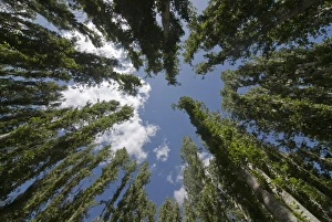 Images Dated 20th August 2009: Tree tops in the Agha Khan founded park of Khorog, Wakhan Corridor, Tajikistan
