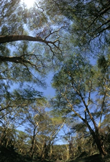 Ugandan Prints: Tree tops where mountain gorillas live