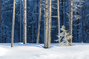 Kiruna Prints: Tree trunks covered with ice in the snowy forest, Kiruna, Norrbotten County, Lapland