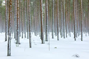 Winter Scene Prints: Tree trunks in the snowy woods Alaniemi, Rovaniemi, Lapland region, Finland, Europe