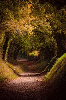 Autumnal Prints: Tree tunnel with autumn colours at Halnaker Mill, Sussex, England, United Kingdom, Europe