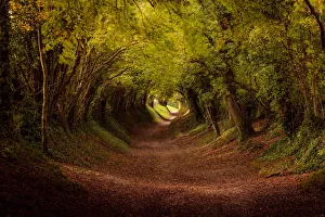 Tree tunnel with autumn colours at Halnaker Mill, Sussex, England, United Kingdom, Europe