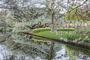 Liliaceae Prints: Tree, water canal and flowers at Keukenhof Gardens, Lisse, South Holland province