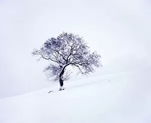 North York Moors Collection: Tree in winter snow, North York Moors National Park, North Yorkshire, England