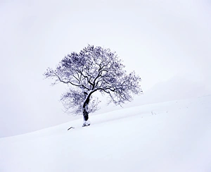 Determination Prints: Tree in winter snow, North York Moors National Park, North Yorkshire, England