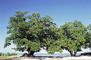 La Digue Prints: Trees, Anse Union