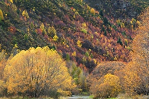 Descend Prints: Trees, Arrowtown