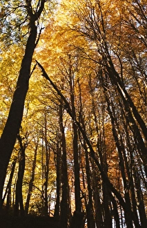 Argentina Prints: Trees in autumn, Bariloche, Argentina, South America