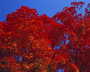 Autumnal Leaves Prints: Trees in autumn colours