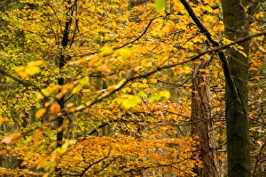 Autumn Scene Prints: Trees in autumn, Gragg Vale, Calder Valley, Yorkshire, England, United Kingdom, Europe