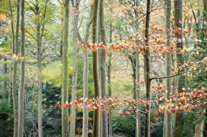 Bristol Prints: Trees, autumn, Leigh Woods, Bristol, England, United Kingdom, Europe