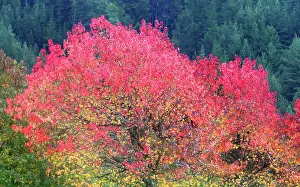Zealand Prints: Trees in autumn near Nelson, South Island, New Zealand