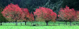 Gardening Prints: Trees in autumn near Nelson, South Island, New Zealand