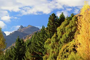 Backdrop Prints: Trees in autumn, South Island, New Zealand