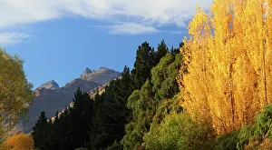 Trunk Prints: Trees in autumn, South Island, New Zealand