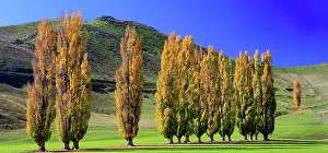 Zealand Prints: Trees in autumn, South Island, New Zealand