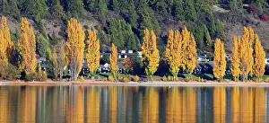 Zealand Prints: Trees in autumn, Wanaka, South Island, New Zealand