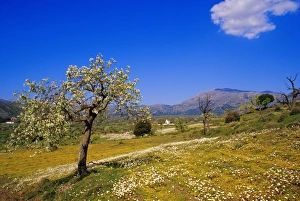 Mediterranean Countries Prints: Trees in bloom and spring flowers near Messa