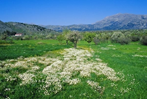 Hill Range Prints: Trees in bloom and spring flowers near Messa Lassithi