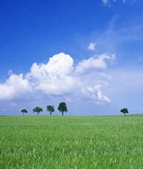 Images Dated 12th June 2008: Trees on a cornfield, Hartsfeld, Swabian Alb, Baden Wurttemberg, Germany, Europe