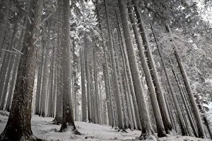 Trees covered by fresh pristine snow, Emilia Romagna, Italy, Europe