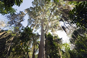 Trees covered with fronds of tillandsia, El Gallineral Park, San Gil, Colombia
