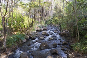 Wood Land Prints: Trees covered with fronds of tillandsia, El Gallineral Park, San Gil, Colombia