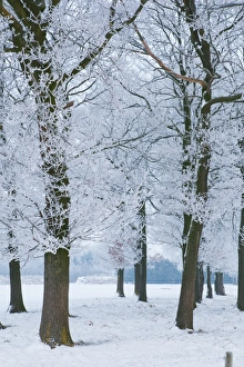 North Brabant Prints: Trees covered with ice crystals, Breda, North Brabant, The Netherlands (Holland), Europe