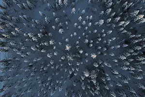 Directly Above Prints: Trees covered with snow in the frozen forest from above
