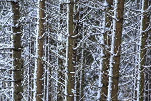 Masino Valley Prints: Trees covered with snow in the woods after a heavy snowfall, Masino Valley, Valtellina