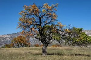 Harvest Prints: Trees displaying autumn leaves in a rural field with mountains in the background in Dagestan