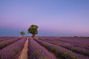 Lavender Prints: Two trees at the end of a lavender field at dusk