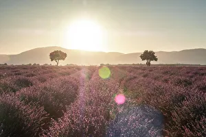 Lavender Prints: Two trees at the end of a lavender field at sunrise