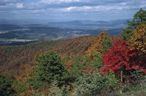 Virginia Prints: Trees in fall colours with agricultural land in