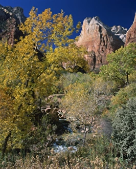 Cottonwood Prints: Trees in fall colours beneath peaks in the Court of