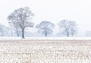 Farms Prints: Trees in the field, Darlands Nature Reserve, Borough of Barnet, London, England