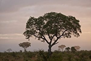 Foggy Gallery: Trees in fog at dawn, Kruger National Park, South Africa, Africa