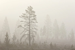 Yellowstone Prints: Trees in fog, Yellowstone National Park